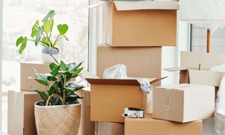 Pindahan rumah saat hamil muda, Sumber: curaytor.io